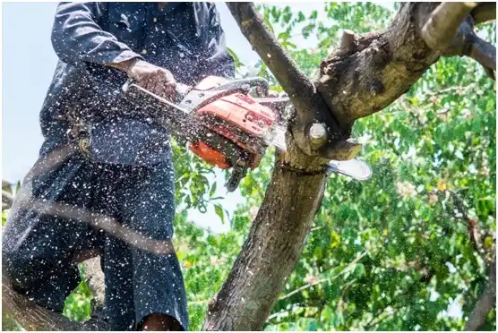 tree services Ehrhardt